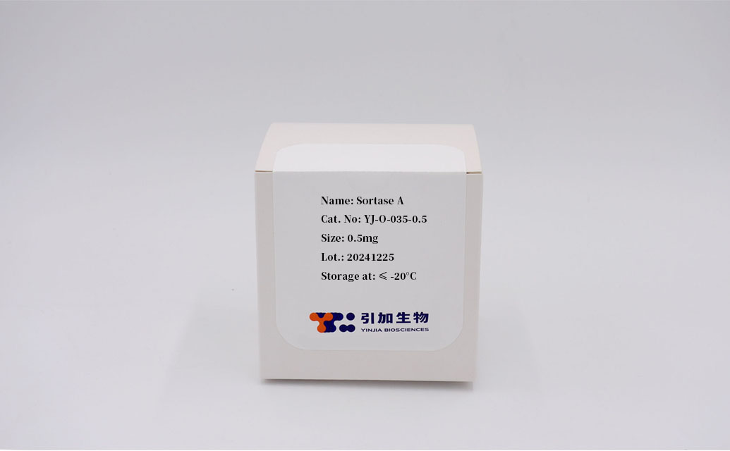 Sortase A