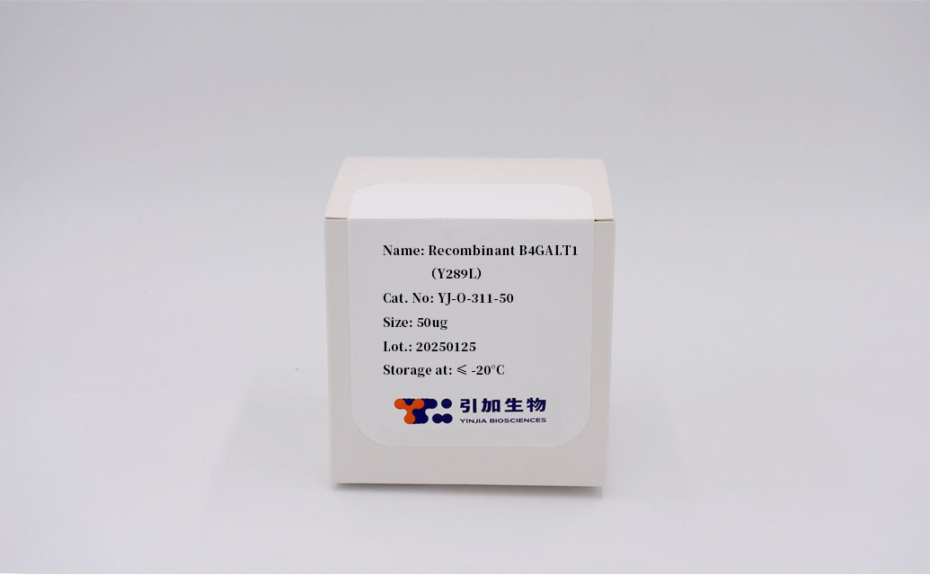 Recombinant B4GALT1 (Y289L)
