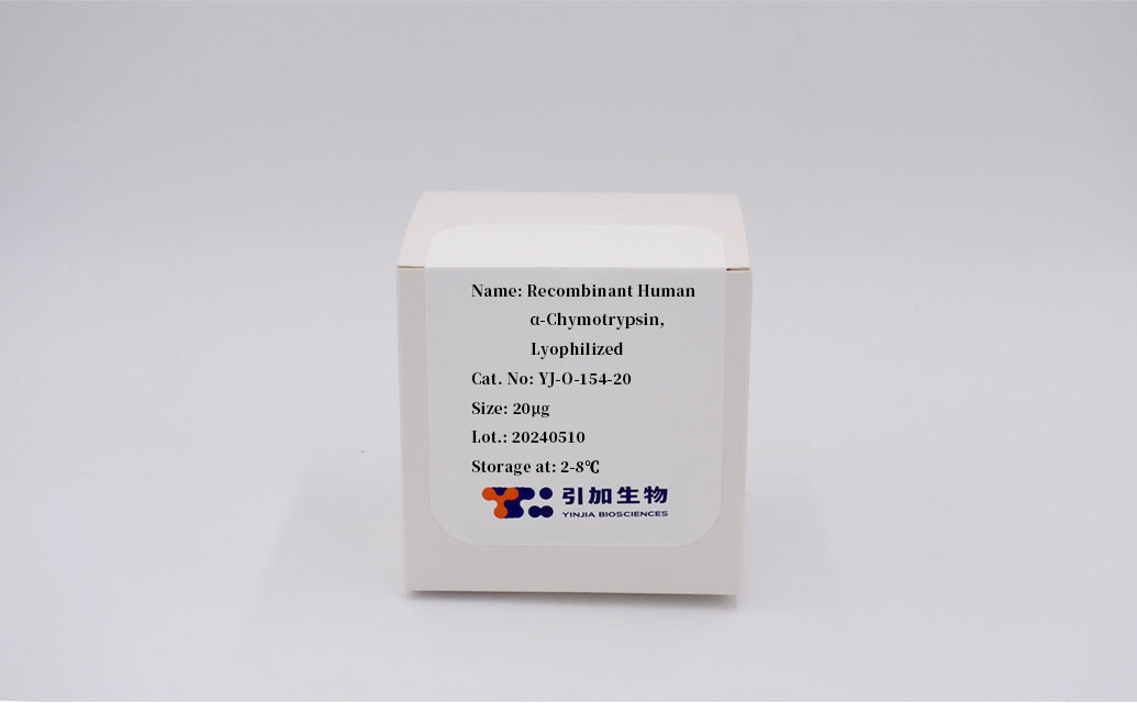 Recombinant Human α-Chymotrypsin
