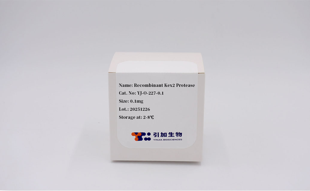 Recombinant Kex2 Protease