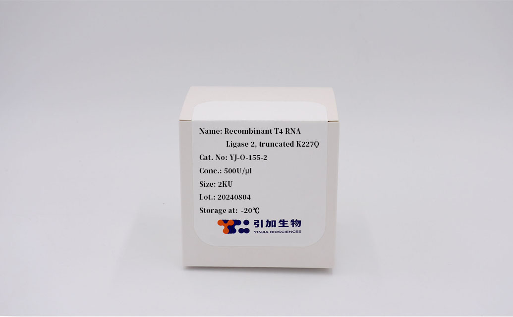 Recombinant T4 RNA Ligase 2, truncated K227Q