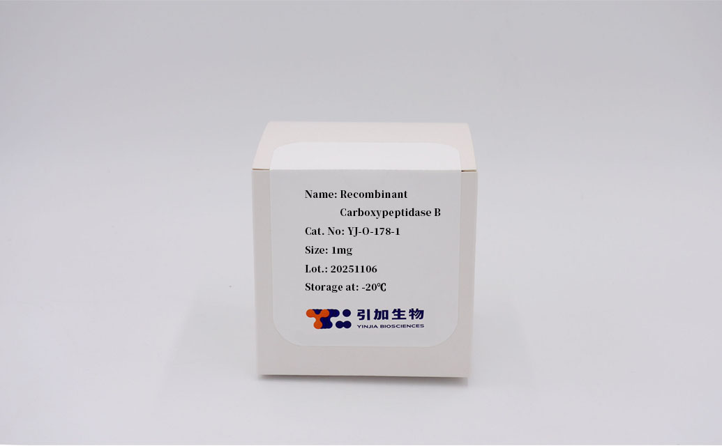 Recombinant Carboxypeptidase B