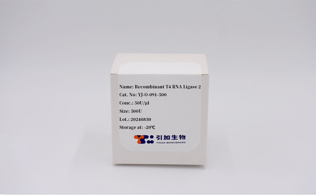 Recombinant T4 RNA Ligase 2
